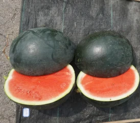 Good Seedless Watermelon(WA-T2) factory