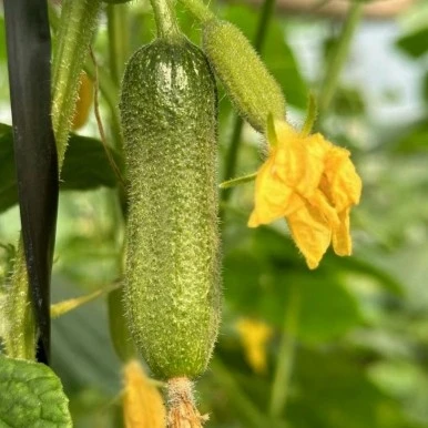Hybrid Gherkin Seeds suppliers