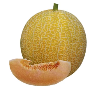 עמיד בפני טחב אבקתי זרעי מלון ME-111
